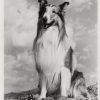 the magic of lassie 1978 publicity still (1)