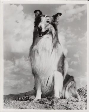 the magic of lassie 1978 publicity still (1)