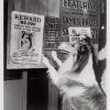the magic of lassie 1978 publicity still (11)