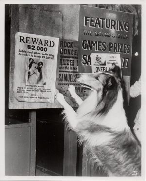 the magic of lassie 1978 publicity still (11)