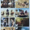 Wild Horses New Zealand Lobby Card One Sheet poster