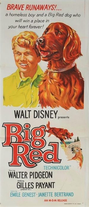 Big Red Australian daybill movie poster by Walt Disney (1) Irish Setter