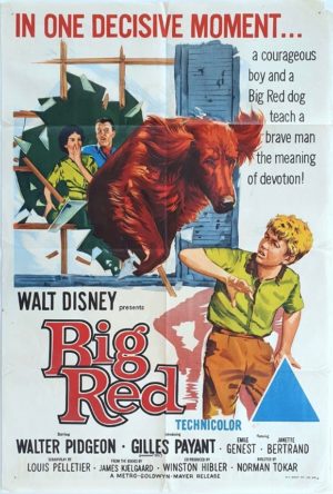 Big Red Walt Disney Australian One Sheet Movie Poster (8)