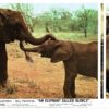 An Elephant Called Slowly Uk Front Of House Lobby Card (10)