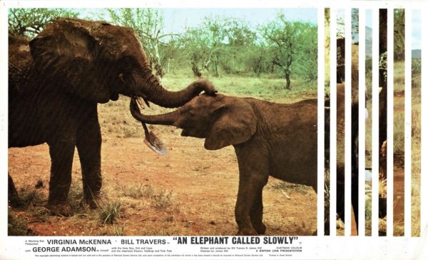 An Elephant Called Slowly Uk Front Of House Lobby Card (10)