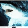 Jaws Still 8 X 10 (3)